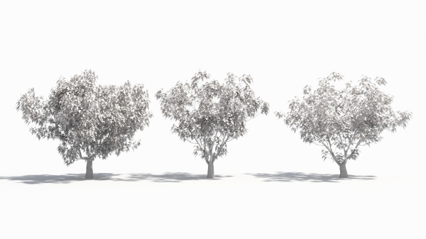 Cornus tree