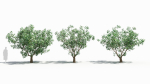 Cornus tree