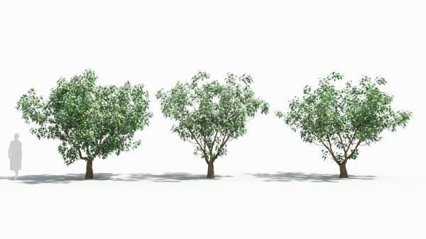 Cornus tree