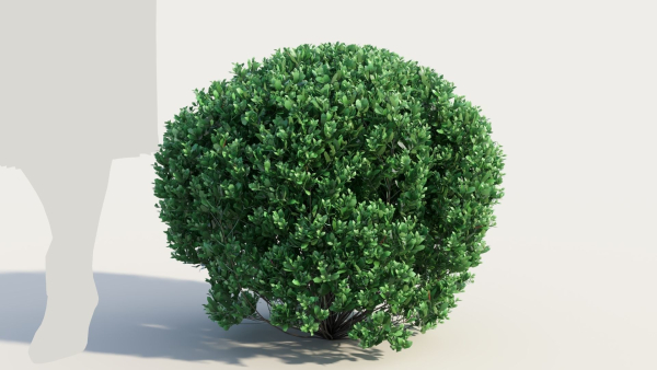 Correa alba a