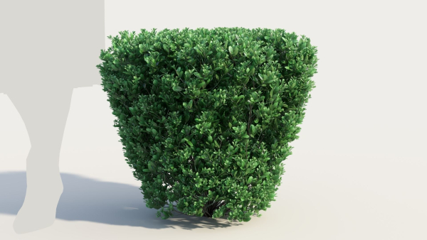 Correa alba b