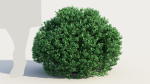 Correa alba c