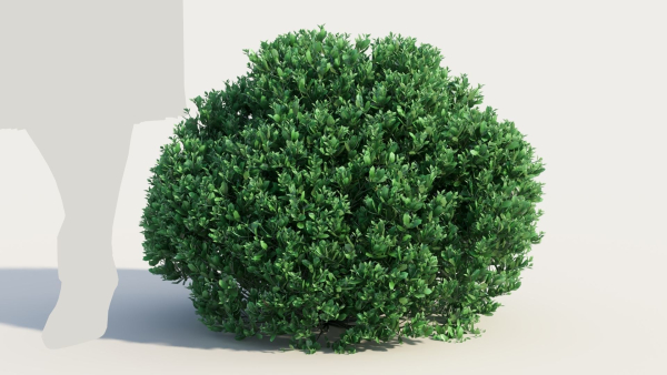 Correa alba c