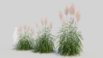 Cortaderia jubata a