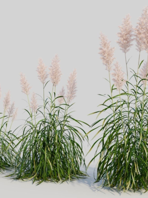 cortaderia-jubata-a-3d-model-0ab29cb556