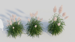 Cortaderia jubata a