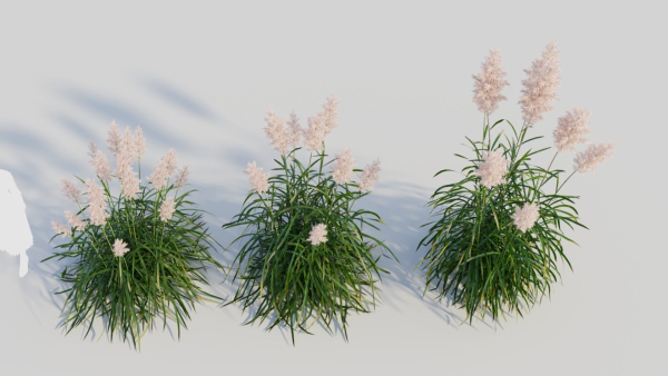 Cortaderia jubata a