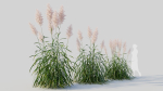 Cortaderia jubata a
