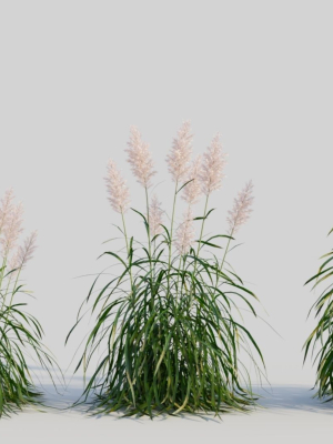 Cortaderia jubata a