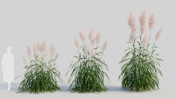 Cortaderia jubata a