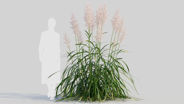 Cortaderia jubata a