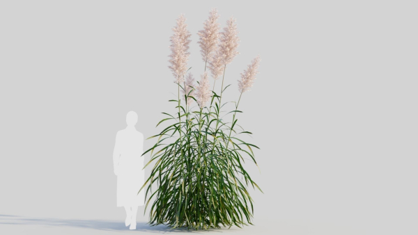 Cortaderia jubata a