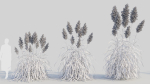 Cortaderia jubata a
