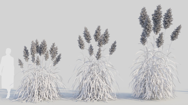 Cortaderia jubata a