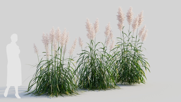 Cortaderia jubata a