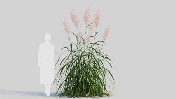 Cortaderia jubata a