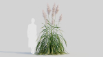 Cortaderia jubata b