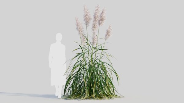 Cortaderia jubata b