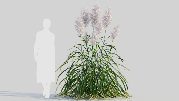 Cortaderia jubata b