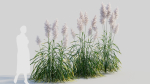 Cortaderia jubata b