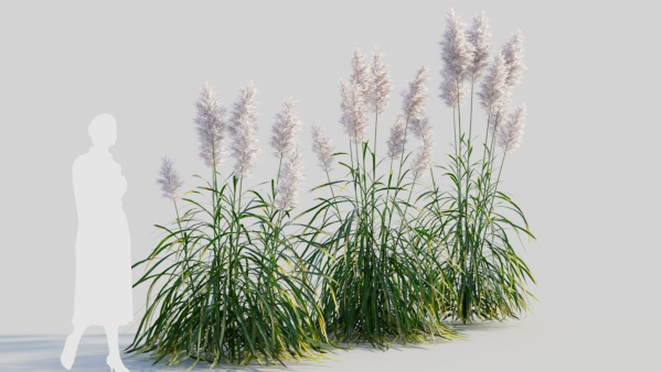 Cortaderia jubata b