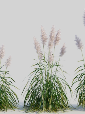 Cortaderia jubata b