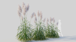 Cortaderia jubata b