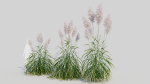 Cortaderia jubata b