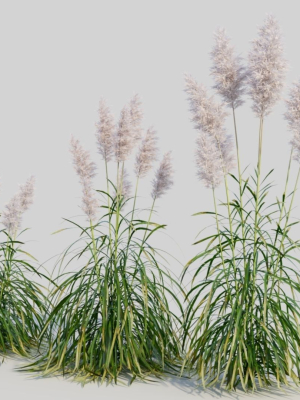 cortaderia-jubata-b-3d-model-ace4008ec5