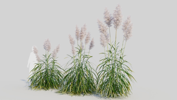 Cortaderia jubata b