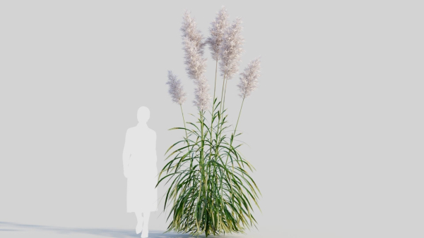 Cortaderia jubata b