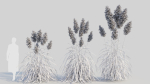 Cortaderia jubata b