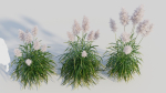 Cortaderia jubata b