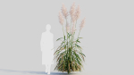 Cortaderia jubata c