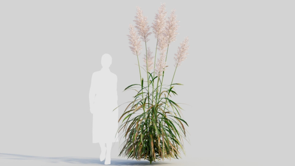 Cortaderia jubata c