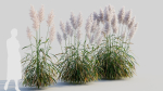 Cortaderia jubata c