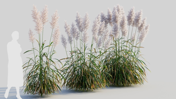 Cortaderia jubata c