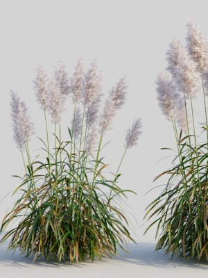 Cortaderia jubata c