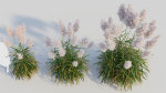 Cortaderia jubata c