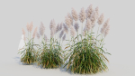 Cortaderia jubata c