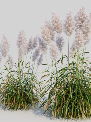 cortaderia-jubata-c-3d-model-97239497b5
