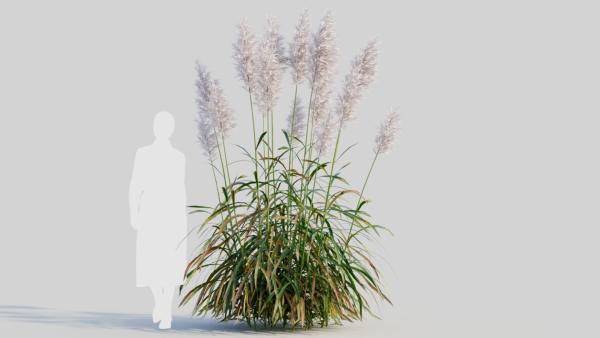 Cortaderia jubata c