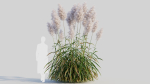 Cortaderia jubata c