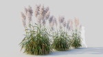 Cortaderia jubata c