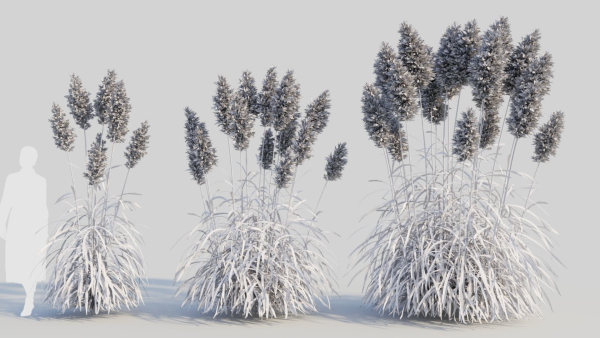 Cortaderia jubata c