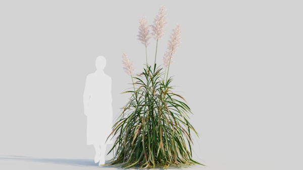 Cortaderia jubata d