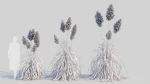 Cortaderia jubata d