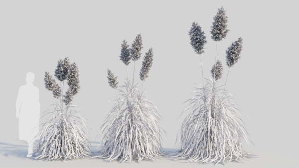 Cortaderia jubata d