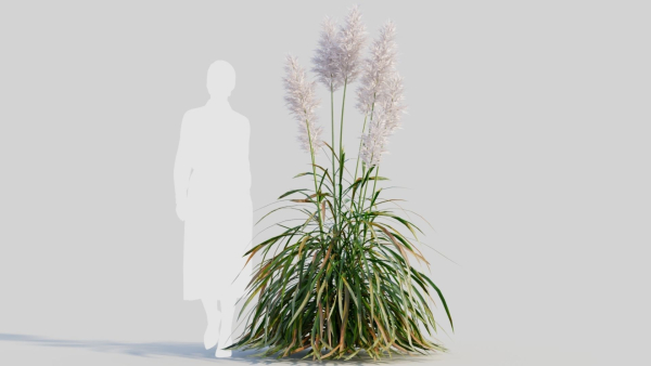 Cortaderia jubata d