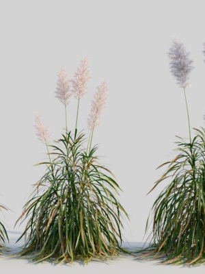 Cortaderia jubata d